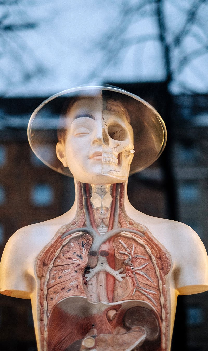 Human Anatomy Model